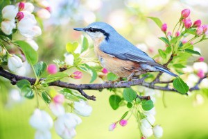 spring-bird-